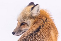 Red fox in Lamar Valley. Original public domain image from Flickr