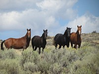 Wild mustangs and burros from public lands in northern California and Nevada, Amador County Fairgrounds in Plymouth, Calif. Original public domain image from <a href="https://www.flickr.com/photos/blmcalifornia/33984643494/" target="_blank">Flickr</a>