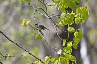 Yellow-rumped warbler perched in a treePhoto by Courtney Celley/USFWS. Original public domain image from Flickr