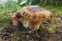 King Bolete (Boletus edulis)Boletus edulis, known as the Cep, Porcino or Penny-bun Bolete, is a most sought-after edible bolete. It is frequently found at the edges of clearings in broad-leaved and coniferous forests. Original public domain image from Flickr