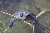American ToadPhoto by Courtney Celley/USFWS. Original public domain image from Flickr