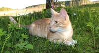 Cat in garden. Original public domain image from Flickr