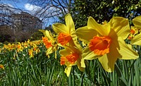 Daffodils are one of the earliest flowers to bloom in the spring and are often associated with springtime and rebirth. These trumpet-shaped flowers come in a variety of sizes and colors. Traditional daffodils are sunny yellow, but some varieties are white or pastel yellow and some are even pink or green. Original public domain image from Flickr
