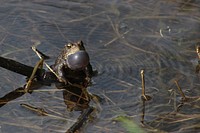 American Toad CallingPhoto by Courtney Celley/USFWS. Original public domain image from Flickr