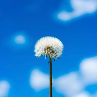 Dandelion against blue sky. Original public domain image from Flickr