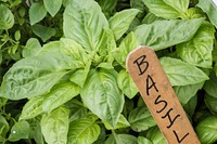 Basil on sale by vendors at the U.S. Department of Agriculture (USDA) Farmers Market in Washington, D.C., on May 26, 2017.