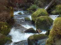 Upper Middle Fork Restoration-Moss and Logs Detail, Willamette National Forest. Original public domain image from Flickr