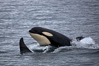 Killer whale. Original public domain image from Flickr
