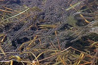 American Toad EggsPhoto by Courtney Celley/USFWS. Original public domain image from Flickr