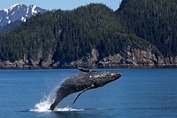 Humpback whale. Original public domain image from <a href="https://www.flickr.com/photos/alaskanps/34099365783/" target="_blank">Flickr</a>