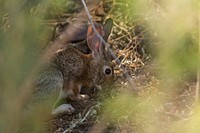 Rabbit. Original public domain image from Flickr