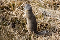 Uinta ground squirrel by Jacob W. Frank. Original public domain image from Flickr