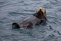 Otter floating on its back. Original public domain image from Flickr