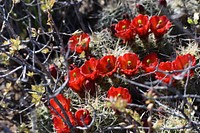 Cluster of Claret Cups. Original public domain image from Flickr