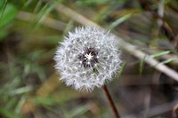 Dandelion. Original public domain image from Flickr