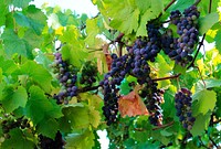 Purple grapes, Hood River Orchards, Oregon.