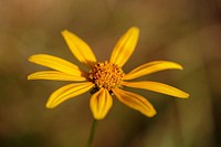 Woodland sunflower background. Free public domain CC0 image.