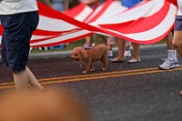 Dog walking at the parade under USA flag. Original public domain image from Flickr