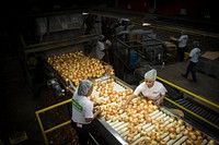 Workers processing Vidallai Onions at Bland Farms in Glennville, Georgia, June 20, 2017. USDA photo by Preston Keres. Original public domain image from <a href="https://www.flickr.com/photos/usdagov/35078021820/" target="_blank" rel="noopener noreferrer nofollow">Flickr</a>