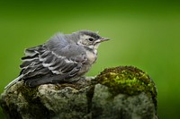 Nestling of wagtails. Original public domain image from Flickr