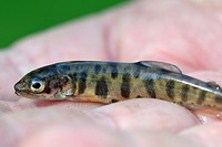 Young Lake TroutJuvenile lake trout reared at Pendills Creek National Fish Hatchery in Brimley, Michigan.Photo by Katie Steiger-Meister/USFWS. Original public domain image from Flickr