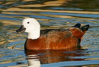 Paradise shelduck.