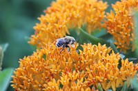 Bee on Butterfly MilkweedButterfly milkweed isn't just for monarchs! A variety of other pollinators benefit from these vibrant flowers.Photo by Courtney Celley/USFWS. Original public domain image from Flickr