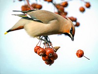Waxwing eating hawthorns. Original public domain image from <a href="https://www.flickr.com/photos/svklimkin/35431896990/" target="_blank">Flickr</a>