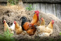 Rooster and hens at the farm. Original public domain image from Flickr