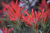 Paintbrush close-up. Original public domain image from Flickr