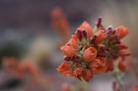 Globmallow close-up. Original public domain image from Flickr