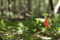 Orange flag in forest. Free public domain CC0 image.
