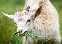 Goat eats grass. Original public domain image from Flickr