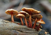 Sulphur tufts (Hypholoma fasciculare) Original public domain image from Flickr