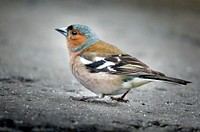 Chaffinch on the road. Original public domain image from Flickr