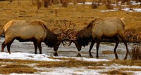 Elk. Original public domain image from Flickr