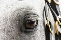 Horse eye closeup. Original public domain image from <a href="https://www.flickr.com/photos/usdagov/35906234332/" target="_blank">Flickr</a>