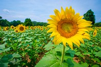 Sunflowers begin to bloom in the Western Montgomery County, McKee-Beshers Wildlife Management Areas, near Poolesville, Md., July 21, 2017. USDA photo by Preston Keres. Original public domain image from Flickr