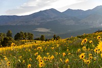 Summer Wildflowers east of the Peaks