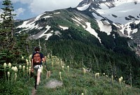 Hiking Timberline trail, Mt Hood National Forestrecreation hiking Timberline trail, Mt Hood National Forest. Original public domain image from Flickr