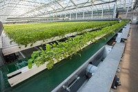 Lēf Farms President and CEO Henry Huntington shows U.S. Department of Agriculture (USDA) Secretary Sonny Perdue the automated conveyors that rapidly move gutters with the greens needed in the packing department, during a tour of the precision controlled hydroponic system, in Loudon, NH, on Sept. 1, 2017.