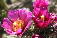 Walkingstick cholla. Original public domain image from Flickr