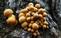 Gymnopilus junonius is a large and colourful wood-rotting species that occurs in small groups at the bases of dead broad-leaf trees and occasionally conifers from spring through to early winter.