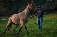 Living with his uncle in Runnels, Iowa, D’Quinton Robertson raises horses, chickens and a sheep.