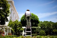 A National Park Service employee tends to a tree on a ladder in the Jacqueline Kennedy Garden outside the East Wing of the White House, June 1, 2009.