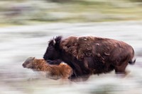 Cow and calf run through the sage in Lamar Valley. Original public domain image from Flickr