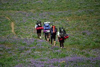 Willamette National Forest, Backpackers hiking trail. Original public domain image from Flickr