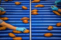 Dewey Scott informs U.S. Department of Agriculture (USDA) Secretary Sonny Perdue how they process sweet potatoes during a tour of Scott Family Farms International in Lucama, N.C., Oct. 5, 2017.USDA Photo by Preston Keres. Original public domain image from Flickr