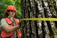 Forest Service Silviculturist measures a tree at a timber sale on the North Mills area on the Pisgah Ranger District of the Pisgah National Forest, NC. Original public domain image from Flickr