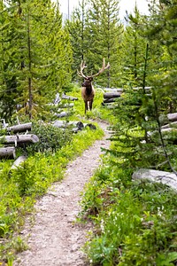 Bull elk on a trail by Jacob W. Frank. Original public domain image from Flickr